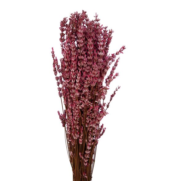 Lavanda presevada rosa - LAVPREROS