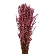 Lavanda presevada rosa - LAVPREROS
