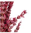 Lavanda presevada rosa - LAVPREROS1