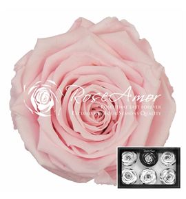 Rosa preservada rosa 99 6 unid - ROSPREROS699