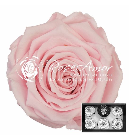 Rosa preservada rosa 99 6 unid - ROSPREROS699