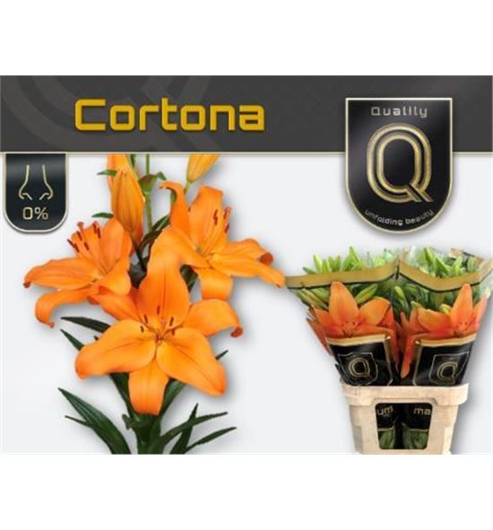 Lilium la hol cortona 95 - LAHCOR