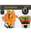 Lilium la hol cortona 95 - LAHCOR