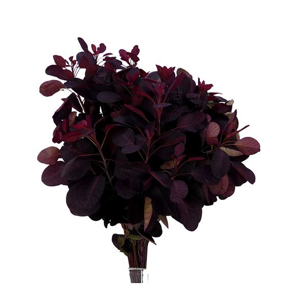 Cotinus royal purple 55 - COTROYPUR
