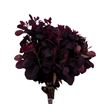 Cotinus royal purple 55 - COTROYPUR