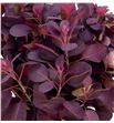 Cotinus royal purple 55 - COTROYPUR1