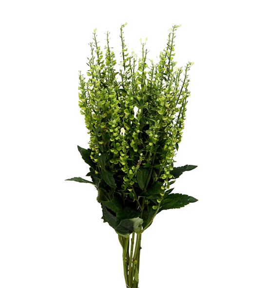 Scutellaria tinkerbell 70 - SCUTIN