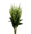 Scutellaria tinkerbell 70 - SCUTIN