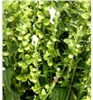 Scutellaria tinkerbell 70 - SCUTIN1