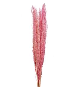 Cortaderia rosa 100 - CORROS100