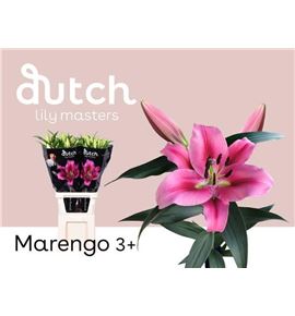 Lilium oriental hol marengo 95 - LOHMARE