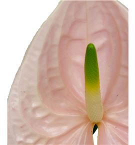 Anth cheers x16 - ANTCHE