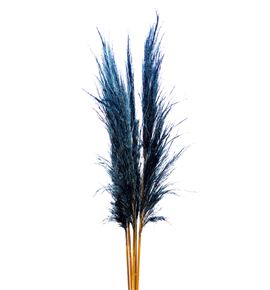Cortaderia azul 120 - CORAZU