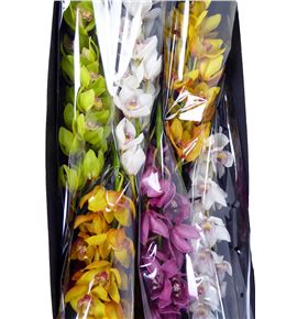 Cymbidium mixto x6 caja - CYMB6