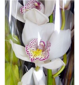 Cymbidium mixto x6 caja - CYMB6