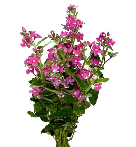 Oxypetalum pink harmony 55 - OXYPINHAR
