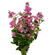 Oxypetalum pink harmony 55 - OXYPINHAR