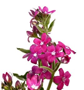 Oxypetalum pink harmony 55 - OXYPINHAR