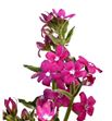 Oxypetalum pink harmony 55 - OXYPINHAR1