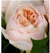Rosa austin juliet 40 - RGRAUSJUL2
