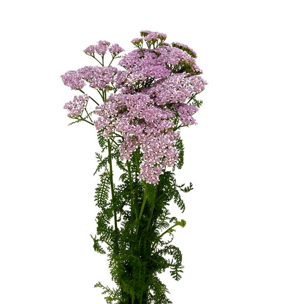 Achilea anita dark 55 - ACHANIDAR