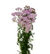 Achilea anita dark 55 - ACHANIDAR