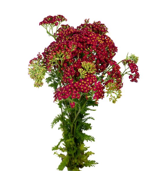 Achilea paprika 70 - ACHPAP