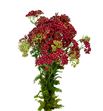 Achilea paprika 70 - ACHPAP