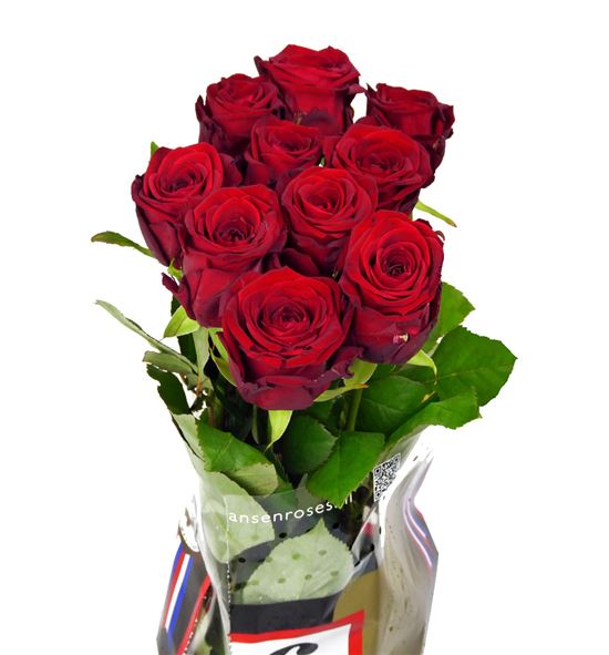 Rosa hol. red naomi 80 - RGRREDNAO
