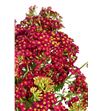 Achilea paprika 70 - ACHPAP1