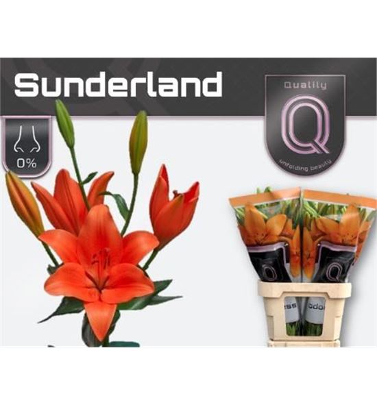 Lilium la hol sunderland 90 - LAHSUN