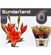 Lilium la hol sunderland 90 - LAHSUN