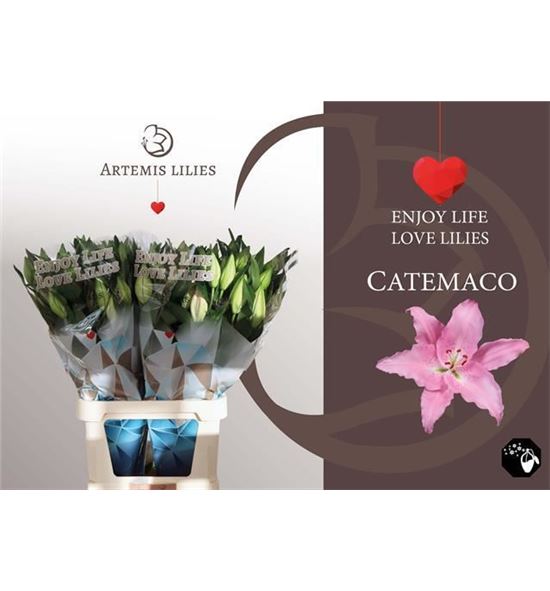 Lilium oriental hol catemaco 100 - LOHCAT