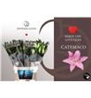 Lilium oriental hol catemaco 100 - LOHCAT