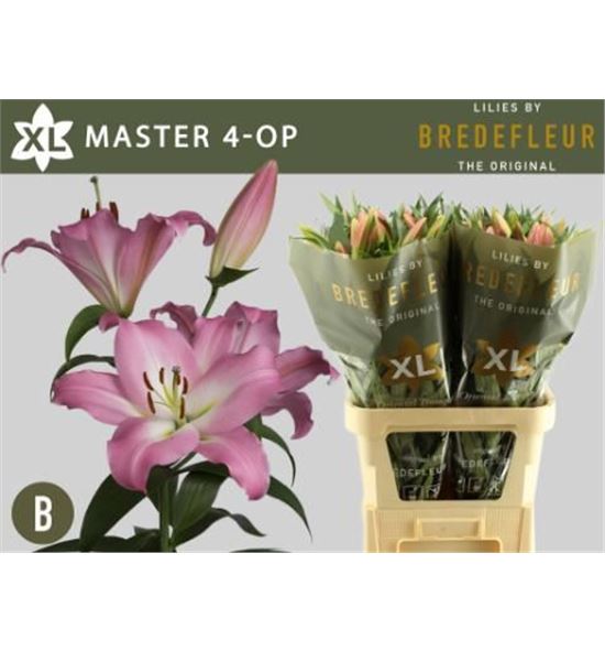 Lilium oriental hol master 90 - LOHMAS