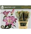 Lilium oriental hol master 90 - LOHMAS