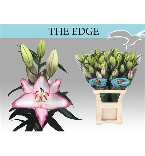 Lilium oriental hol the edge 90 - LOHTHEEDG