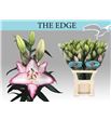 Lilium oriental hol the edge 90 - LOHTHEEDG