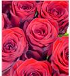 Rosa hol. red naomi 80 - RGRREDNAO1