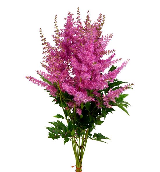 Astilbe anita pfeifer 60 - ASTANIPFE