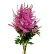 Astilbe anita pfeifer 60 - ASTANIPFE