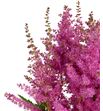 Astilbe anita pfeifer 60 - ASTANIPFE1