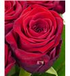 Rosa hol. red naomi 80 - RGRREDNAO2