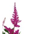 Astilbe anita pfeifer 60 - ASTANIPFE2