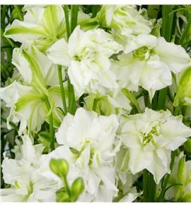 Delphinium ridderspoor blanco 85 - DELRIDBLA
