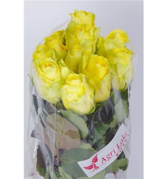 Rosa hol tara 60 - RGRMINROS