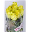 Rosa hol tara 60 - RGRMINROS