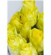 Rosa hol tara 60 - RGRMINROS1