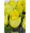 Rosa hol tara 60 - RGRMINROS2