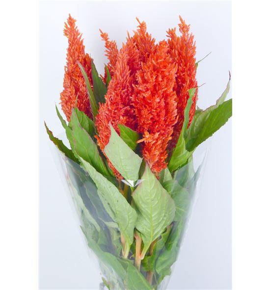 Celosia plumosa sunday orange 75 - CELPLUNAR